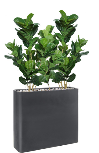 Ficus Lyrata Flexy Fence 180 cm Green 