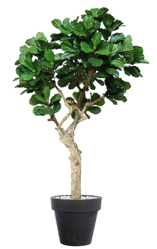 Ficus Lyrata Nidra 