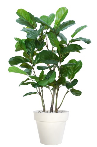 Ficus Lyrata Wild Forest 150 cm Verde