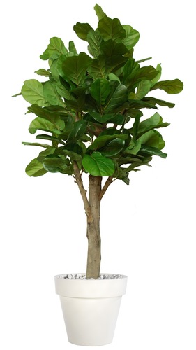 Ficus Lyrata Wild Romance Ø 110 h 280 cm Green