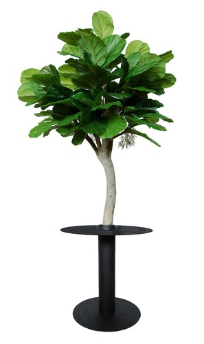 Ficus Lyrata Wild mEATing Tree d 150 h 220+70 cm Green