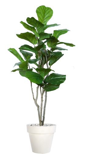 Ficus Lyrata Wild FreeStyle 200 cm Green