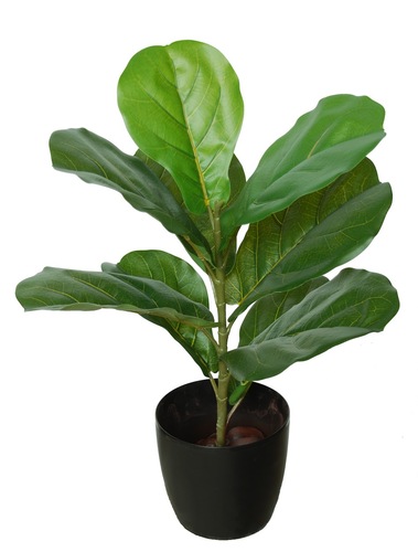 Ficus Lyrata Wild Plant 65 cm Green