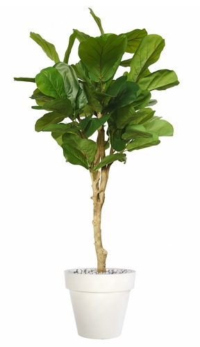 Ficus Lyrata Wild Sculpture 200 cm Verde