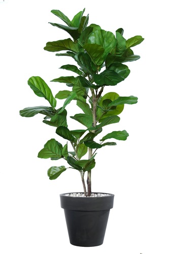 Ficus Lyrata Wild Albero Luxury 200 cm Verde