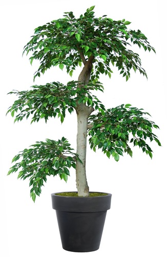 Ficus Nitida Romance 220 cm Green