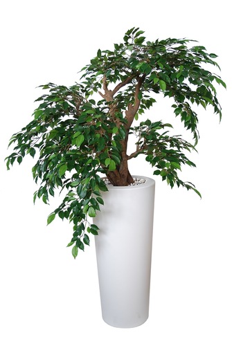 Ficus Nitida Cascade 110 cm Verde