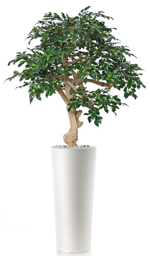 Ficus Retusa Crown 