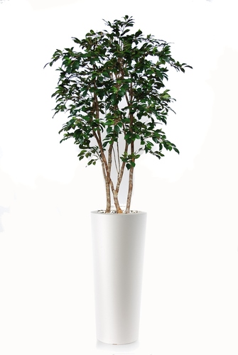 Ficus Retusa Natural Style 200 cm Green 