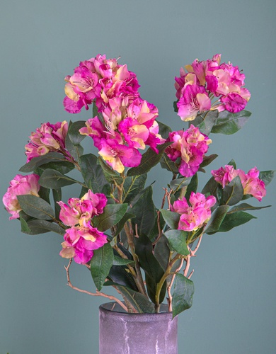 rhododendron