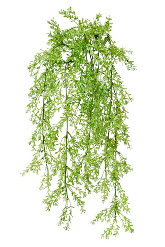 Ginestrella Hanging Bush 60 cm Green