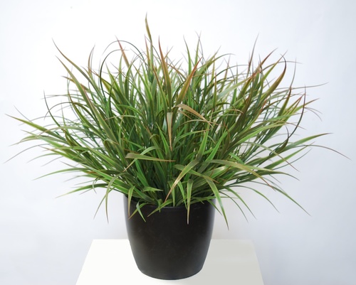 Grass Bush Vanilla 60 cm Green Red