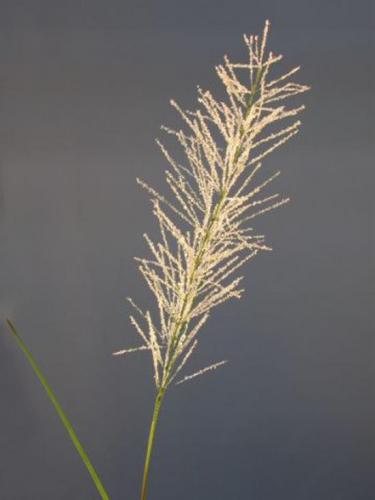 Grass_Stem_155_cm_White_4459WHT