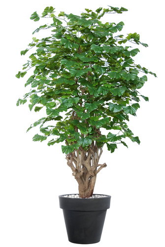 Gynkgo Malabar 180 cm Green 