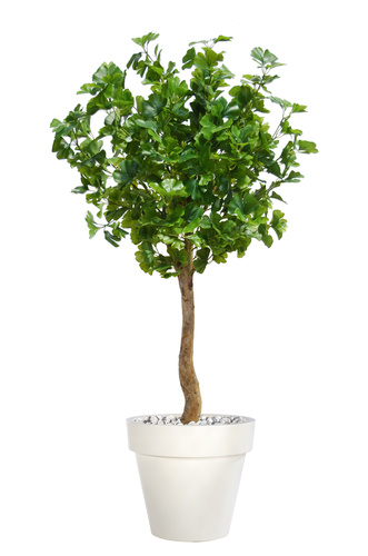 Gynkgo Topiary 150 cm Green 