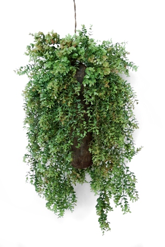 Hanging Boxwood 80 cm Green