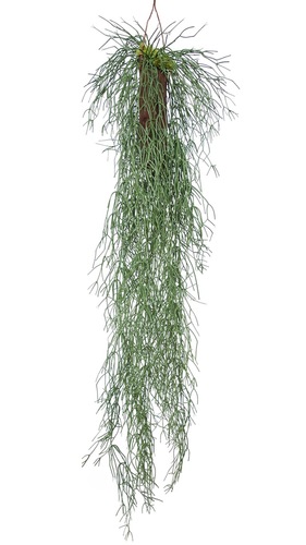 Hanging Euphorbia  Plant 170 cm Green