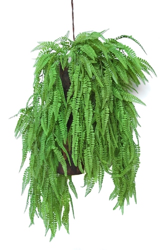 Hanging Fern Fabulosa 80 cm Green