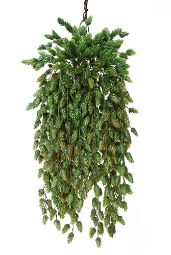 Hanging Hops  90 cm Verde