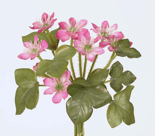 Hepatica_Bundle_20_cm_Fuchsia_Rose_1232119[1]