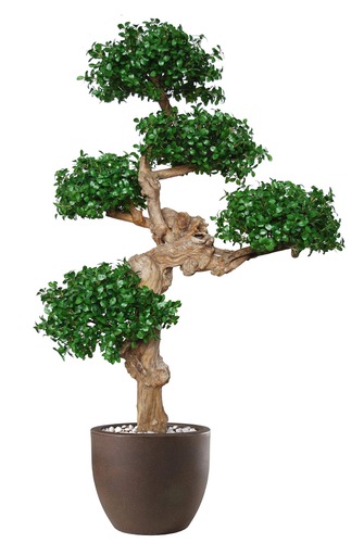 Ilex Pon Pon 190 cm Green