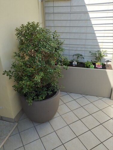 VEGETABLE GARDEN ON THE TERRACE