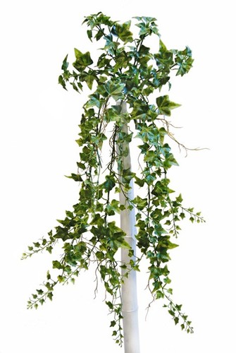 Ivy Bush 95 Cm Green