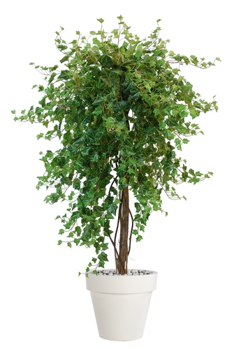 Ivy French Topiary 170 cm Green