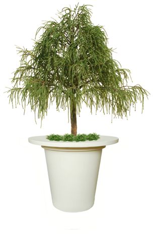 Juniper_Irish_Tree_320_cm_Green_V1469153