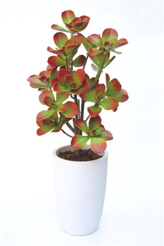 Kalanchoe_Butterfly_Plant_150_cm_Red_Green__V_4396B01