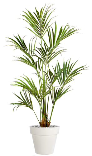 Kentia Palm 180 cm Green 