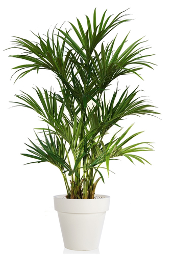 Kentia Palm Lux x 2 180 cm Green