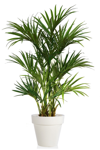 Kentia Palm Luxury x 2 180 cm Green