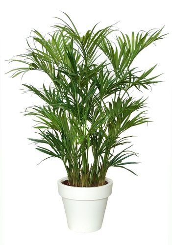 Kentia Palm Lux x 3  200 cm Green