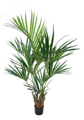 Kentia Palm w pot 160 cm w pot Green 