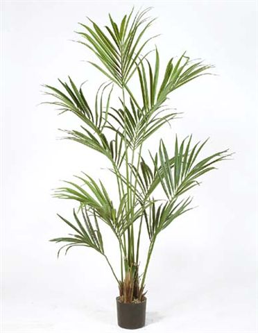 Kentia_Palm_W-Pot_180_cm_Green_4175GRN