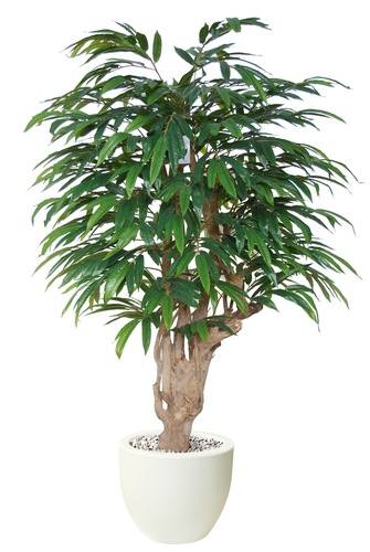 Longifolia Mini Tonic 150 cm Green