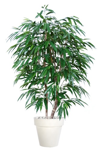 Longifolia Freestyle 150 cm Green