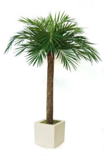 Majesty_Palm_240_cm_Green_cubo