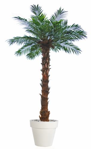Majesty Queen Palm 300 cm Green