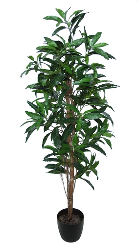 Mango Albero 170 cm Verde