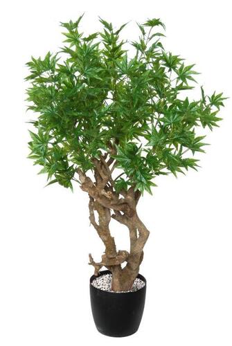 Maple Japanese Robustina 120 cm Green 
