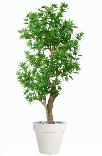 Maple Japanese Stylish 170 cm Green 