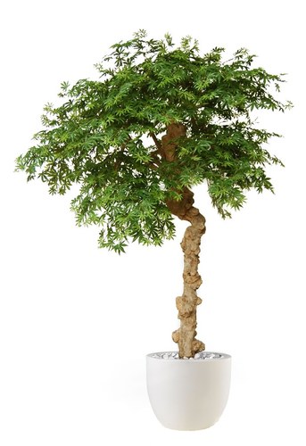 Maple Majesty 250 cm Green