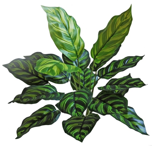 Maranta Bush 45 cm Green