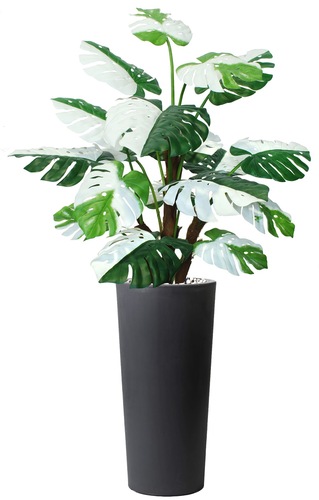 Monstera Deliciosa Bush 190 Cm Verde Bianco