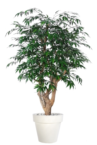 Myrsifolia Malabar 150 cm Green