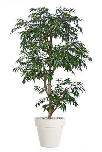 Myrsifolia Japanese 180 cm Green