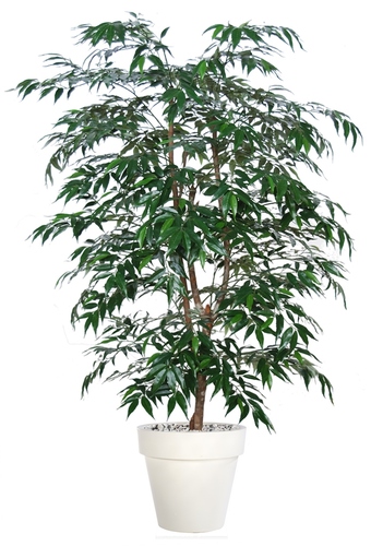 Myrsifolia Natural Style 150 cm Green