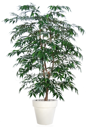 Myrsifolia Freestyle 150 cm Green